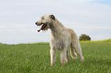 IRISH WOLFHOUND 031